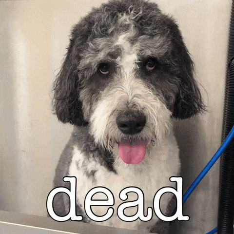 Im Dead Wet Dog GIF