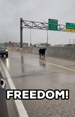 Freedom Cow GIF by Storyful