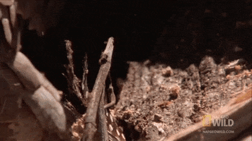 Ant GIF