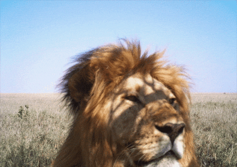 animals