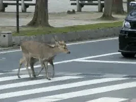 deer crosswalks GIF by Cheezburger