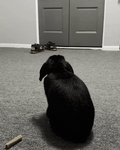 Bunny Rabbit GIF