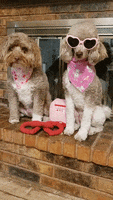 Cute Dogs Head Tilt GIF by Geekster Pets
