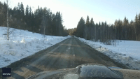 Moose! Bear! Two Beasts Pass Swedish Couple Within Moments of Each Other