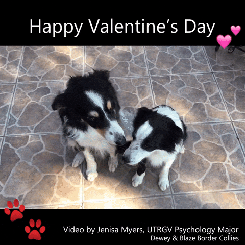 Dogs Valentines GIF by The University of Texas Rio Grande Valley