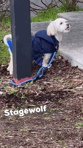White Dog GIF by STAGEWOLF