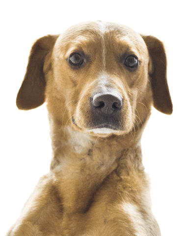 Dog Sticker