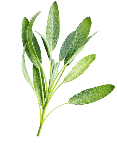 RAUSCH AG KREUZLINGEN Sticker