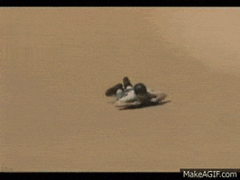 speed sand GIF