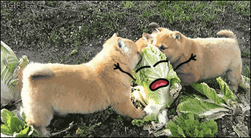 cabbage GIF