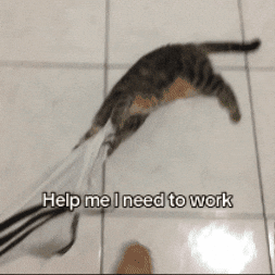 Cat Wanna GIF