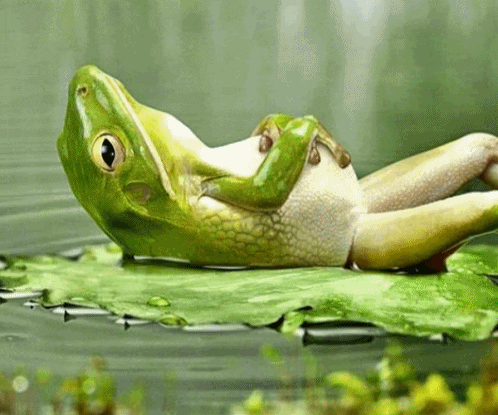 https://media2.giphy.com/media/A49qRTnZhaZDW/giphy.gif?cid=790b7611b6269e774642f7f0fa3f9ec03c38dbbb6132dcd5&amp;rid=giphy.gif&amp;ct=g