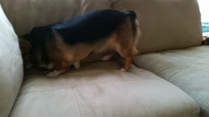 corgis
