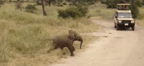 Cute Baby Elephant GIFs - Get the best GIF on GIPHY