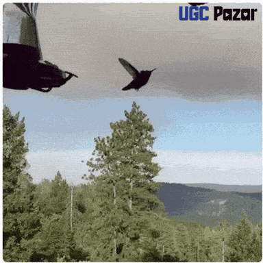 Bird GIF by UGCPazar