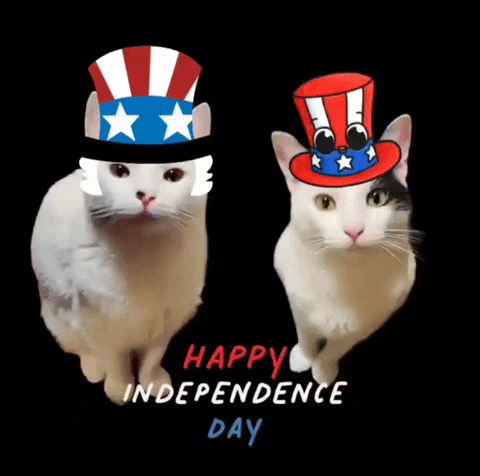 MaxxandRooby independence day 4th of july july 4th fireworks cat GIF