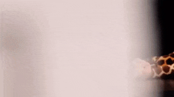Pelemele GIF