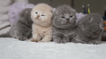 adorable baby animals GIF