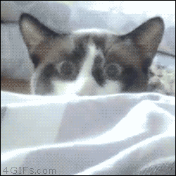 source.gif