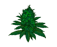 Smoke Weed Sticker by GanjaTrack