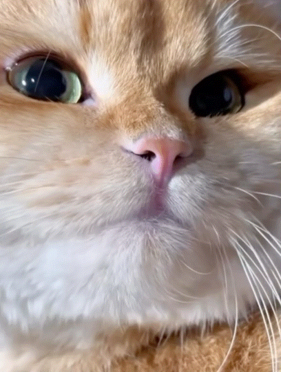 Suspicious Cat GIF