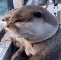 Reaction GIF