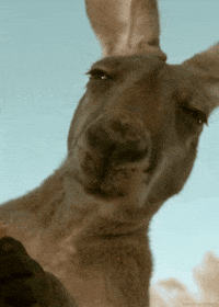 Funny-kangaroo GIFs - Get the best GIF on GIPHY Funny-kangaroo GIFs - Get the best GIF on GIPHY