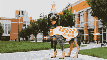 Birthday Smokey GIF by University of Tennessee, Knoxville Alumni