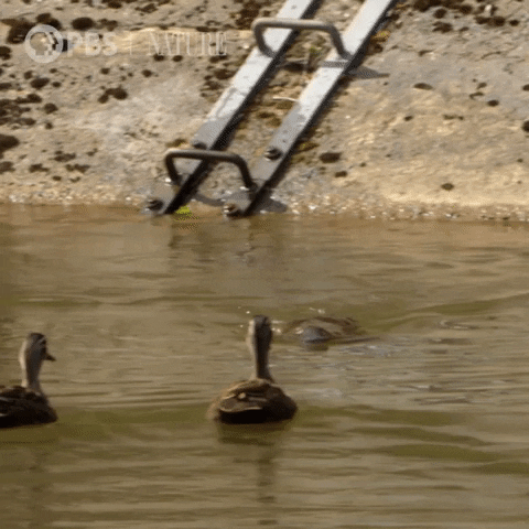 Pbs Nature Wildlife GIF by Nature on PBS