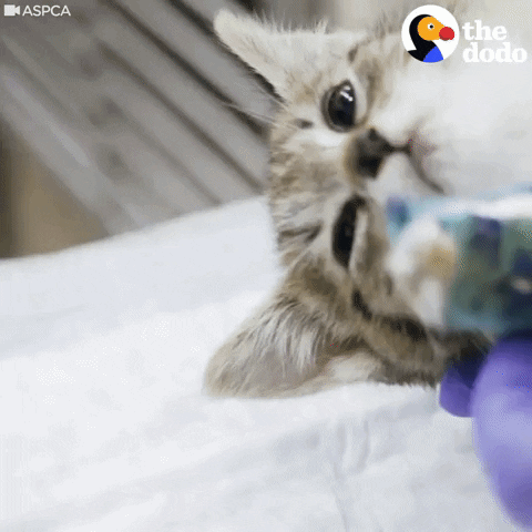 kitten GIF by The Dodo
