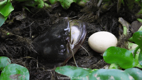 Shell-shock GIFs - Get the best GIF on GIPHY