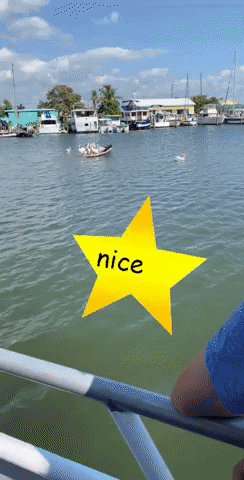 Pelican Floating GIF