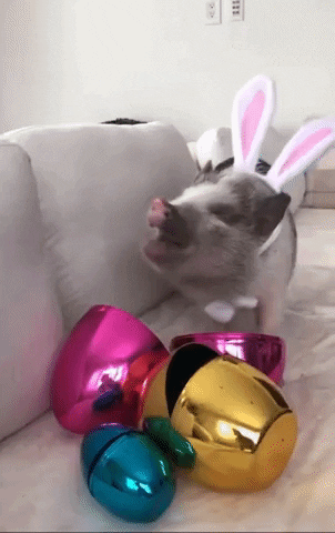 Celebrate Easter Bunny GIF by Storyful