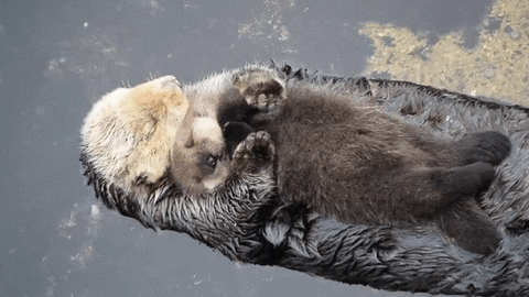 blase otters GIF