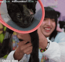 Cat GIF