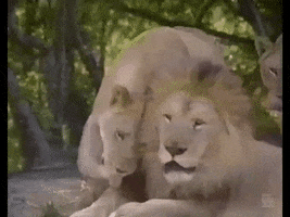 90S Lion GIF