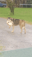 Dog GIF by ViralHog