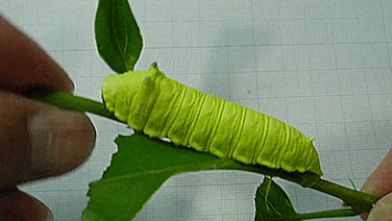 caterpillar squeaks GIF