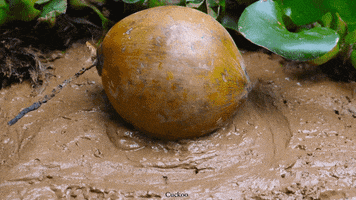 Fish Fruit GIF by UnusualCooking