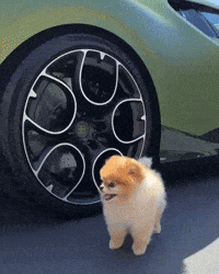 mistral-supercar-dog-hypercar-ASFnx1fOKuUpG11nar