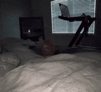 mad-upset-cat-jump-ASevaPpkQIcGb287ER