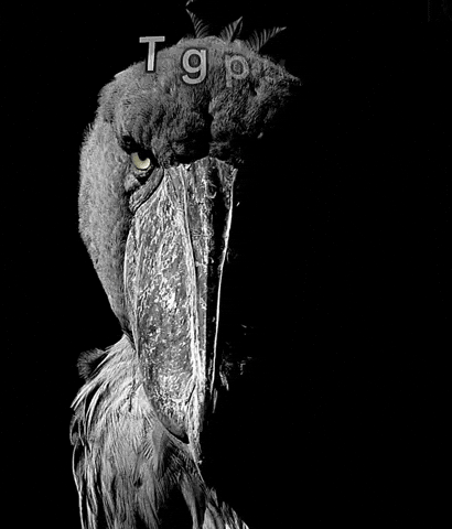 Birds Of Prey Biggie GIF