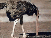 Emu-with-head-in-sand GIFs - Get the best GIF on GIPHY
