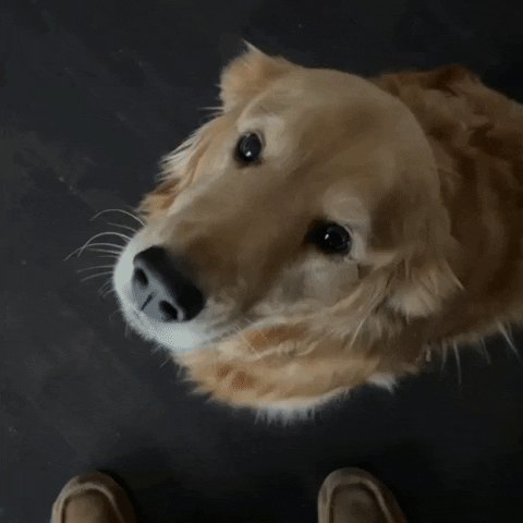 Golden Retriever Yes GIF by NOSAM