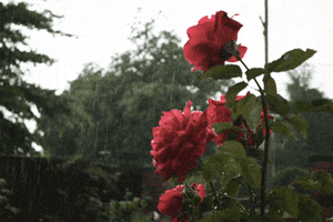 flowers raining GIF