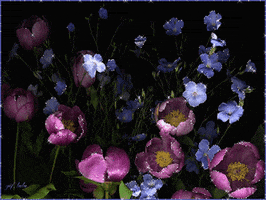flowers tulips GIF
