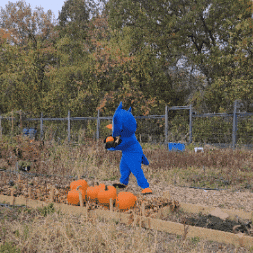 Pumpkin Patch Halloween GIF by Middlesex Community College