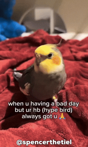 Instagram Bird GIF