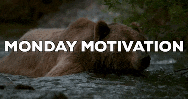 Bear GIF