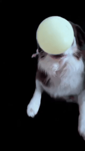 Dog GIF